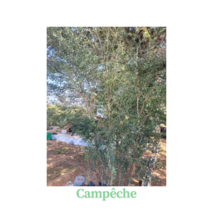 Clôture campêche
