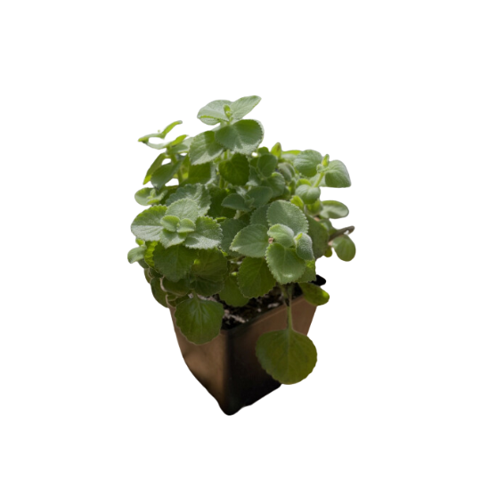 Origan Cubain