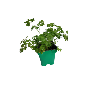 Persil en pot