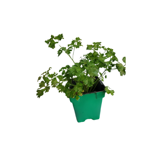Persil en pot