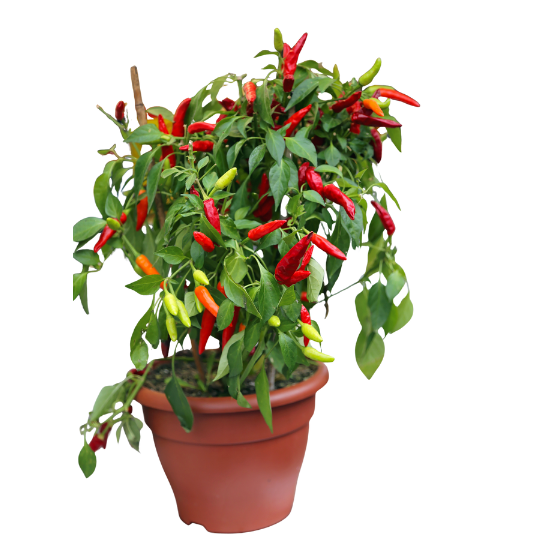 Piment en pot