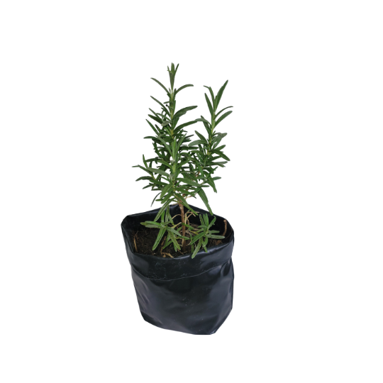 Romarin en pot