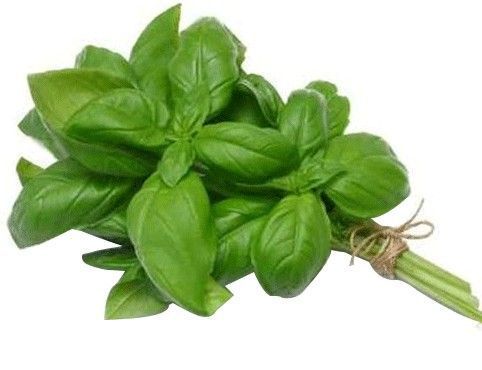 Basilic cannelle