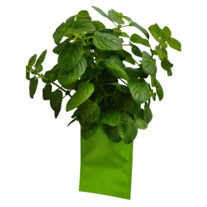 botte de menthe hollywood