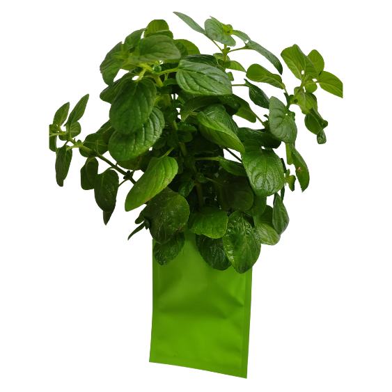 botte de menthe hollywood