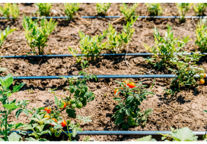 forage et irrigation