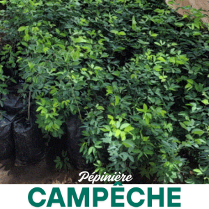 campeche
