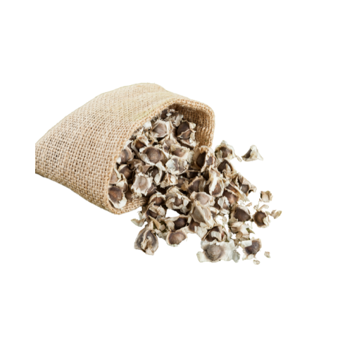 Semences de moringa