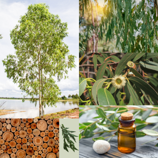 Eucalyptus