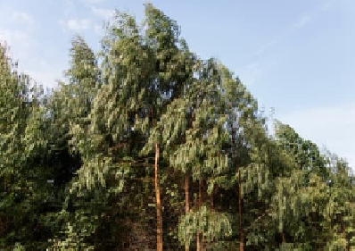 Eucalyptus