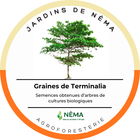 Graines de Terminalia