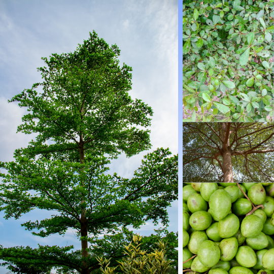 Terminalia
