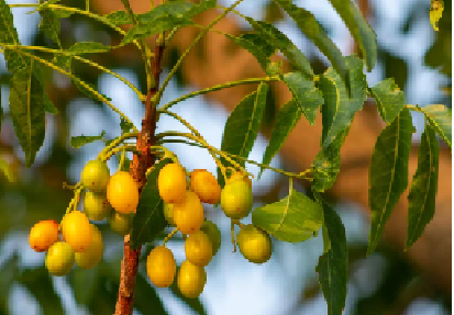 neem
