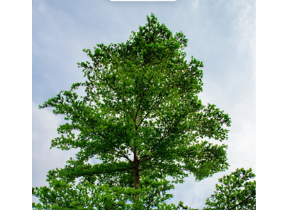 Terminalia