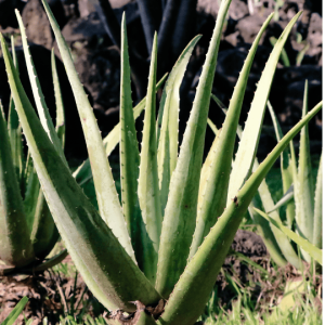 Aloe vera