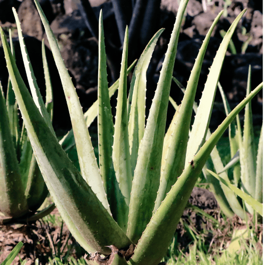 Aloe vera