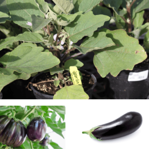 Aubergine en pot