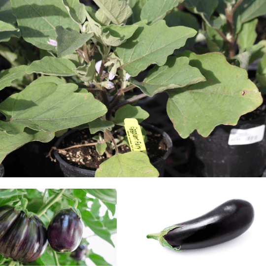 Aubergine en pot
