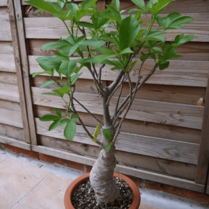 Baobab