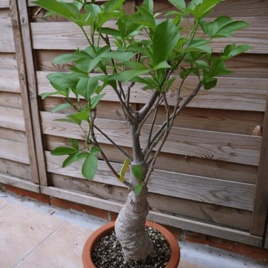 Baobab