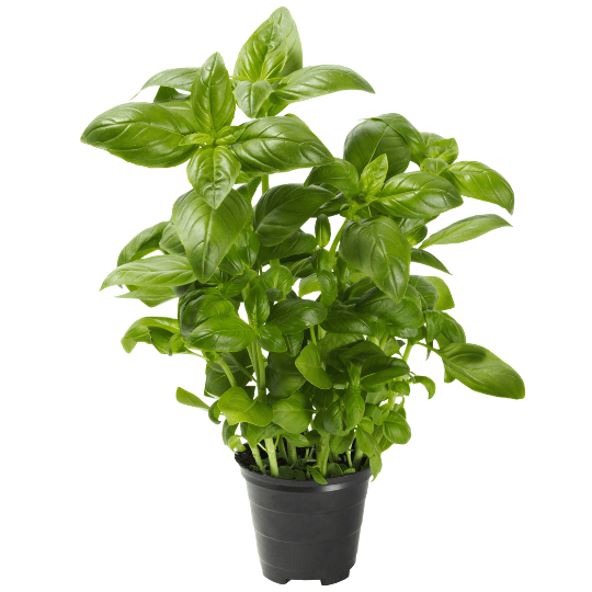 Basilic romain en pot