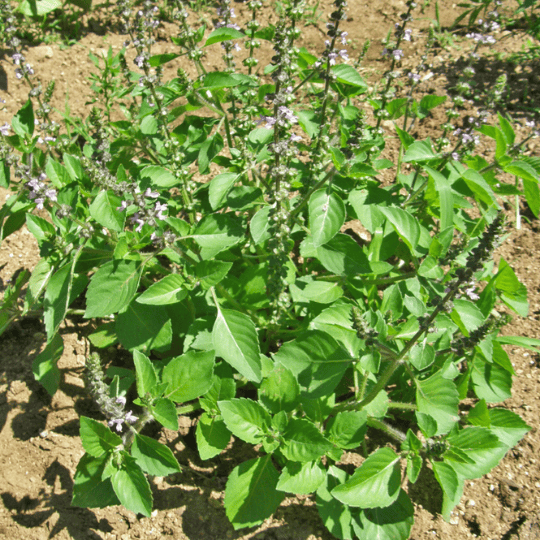 Basilic sacré-plant