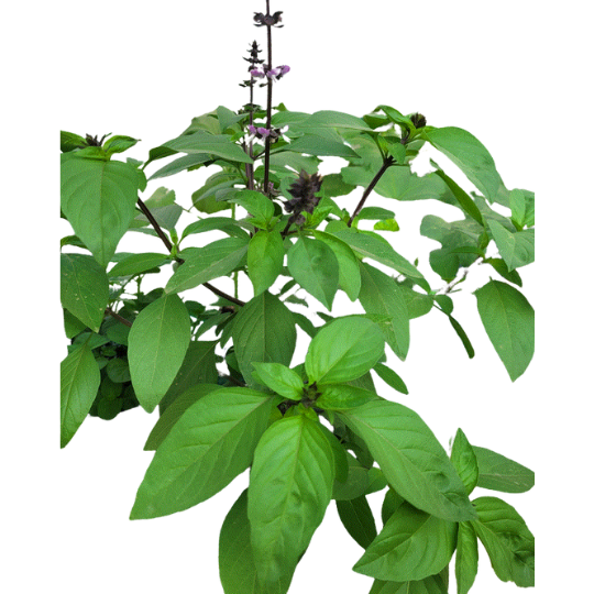 Basilic vietnamien