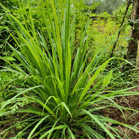 Citonnelle en pot