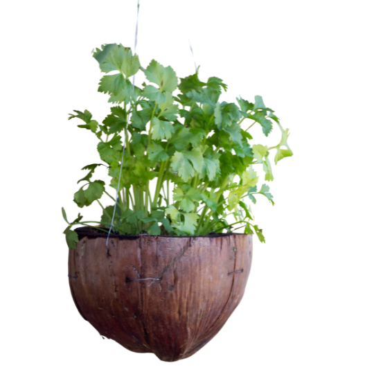 Coriandre en pot
