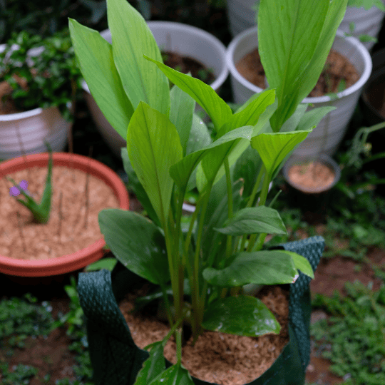 Curcuma-plant