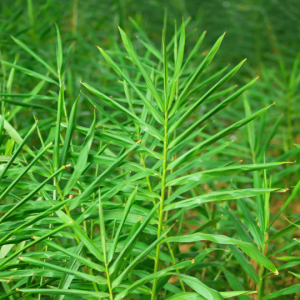 Gingembre-plant