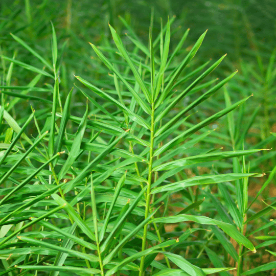 Gingembre-plant