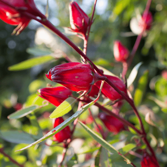 Hibiscus-Bissap