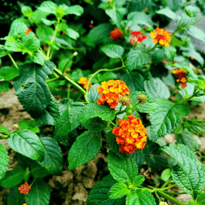 Lantana