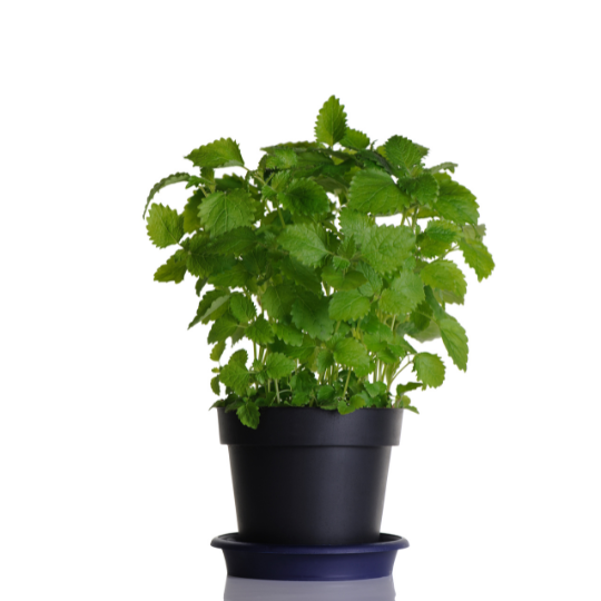 Mélisse en pot