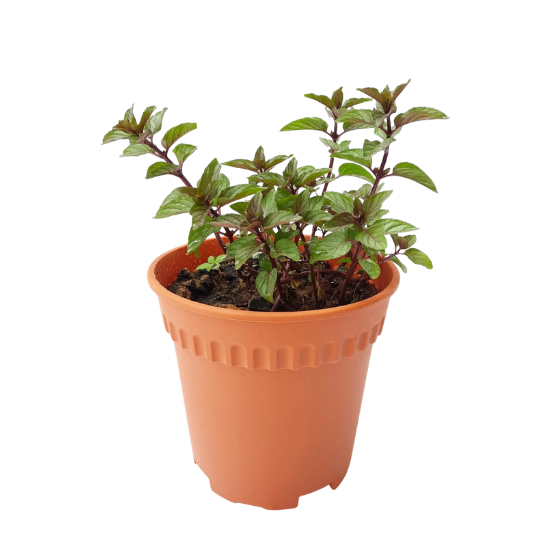Menthe chocolas