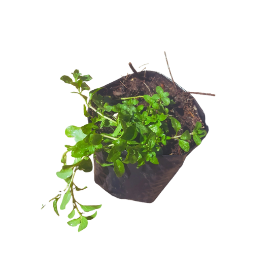 Menthe gingembre