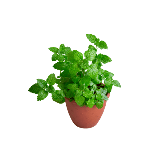 Menthe odorante
