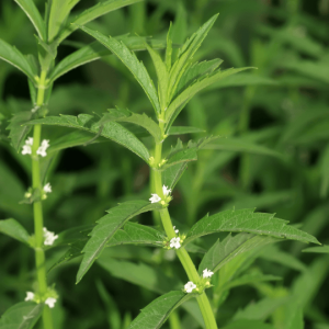 Menthe sylvestre