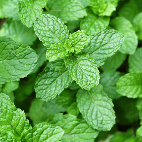 Menthe verte-plant