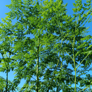 Moringa