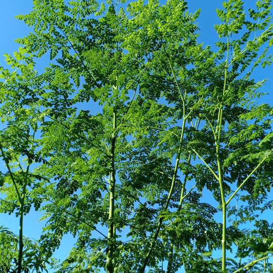 Moringa
