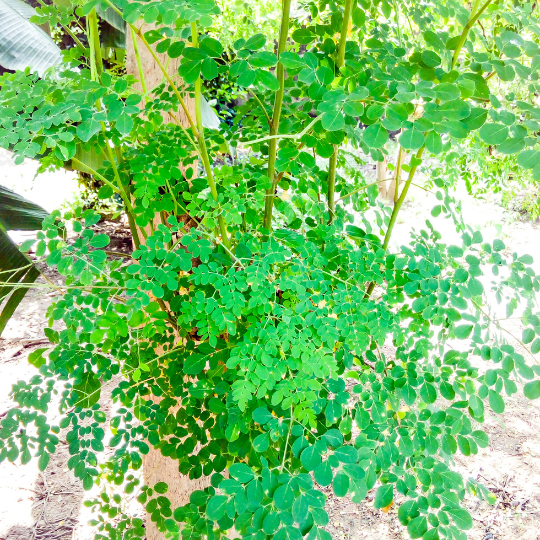 Moringa