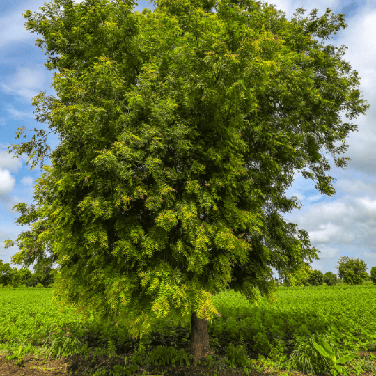 Neem_plant