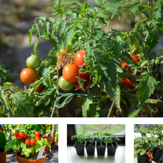 Plant de tomate