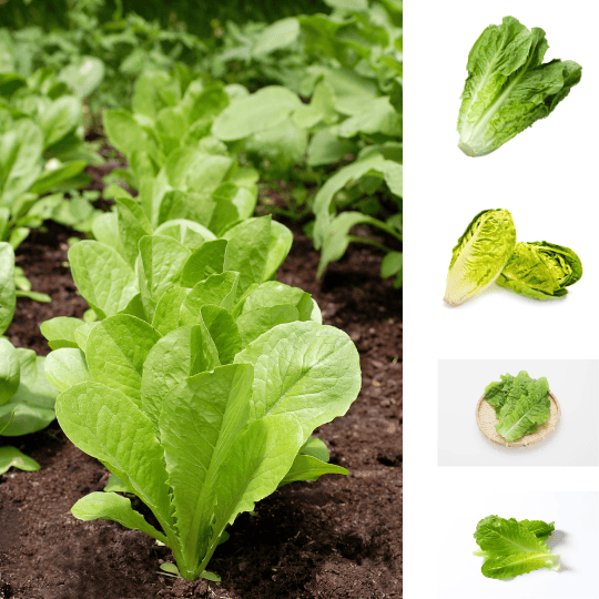 Salade romaine