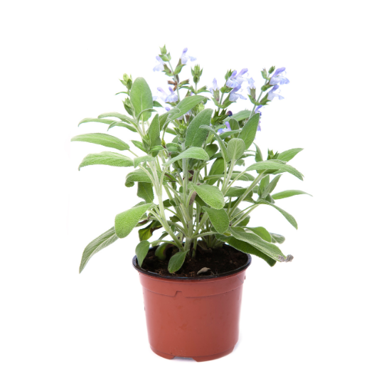 Sauge en pot