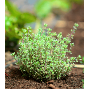 Thym en pot