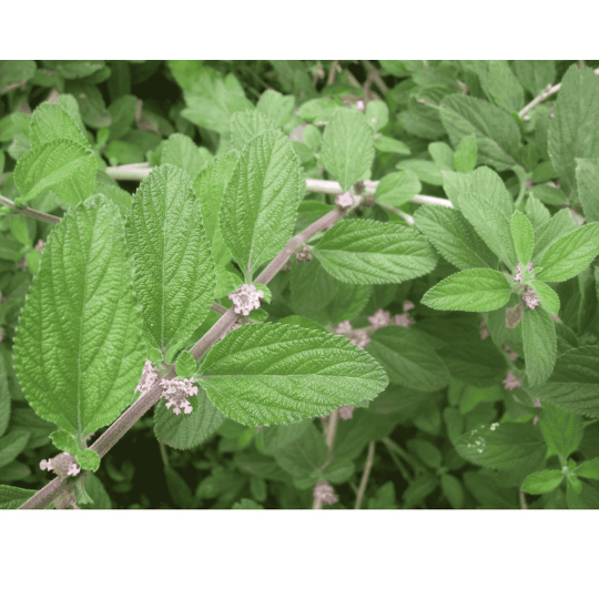 Verveine Blanche