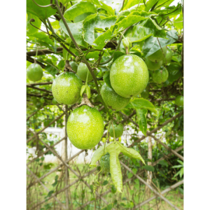 fruit de la passion
